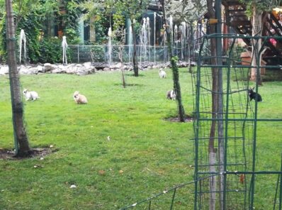 Кролики в зоопарке Будвы