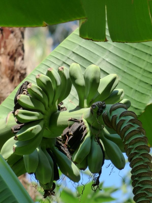 Бананы в Герцег Нови