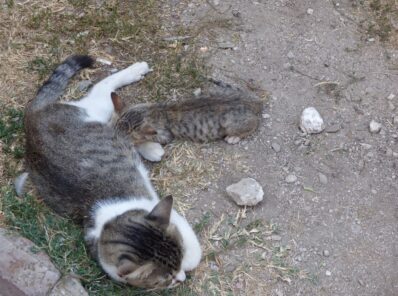 Живые коты в Которе, Черногория